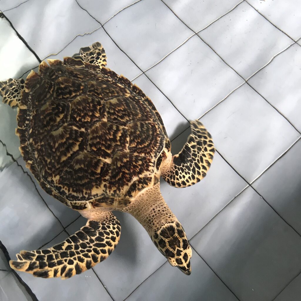 Bali Turtle Conservation and education center