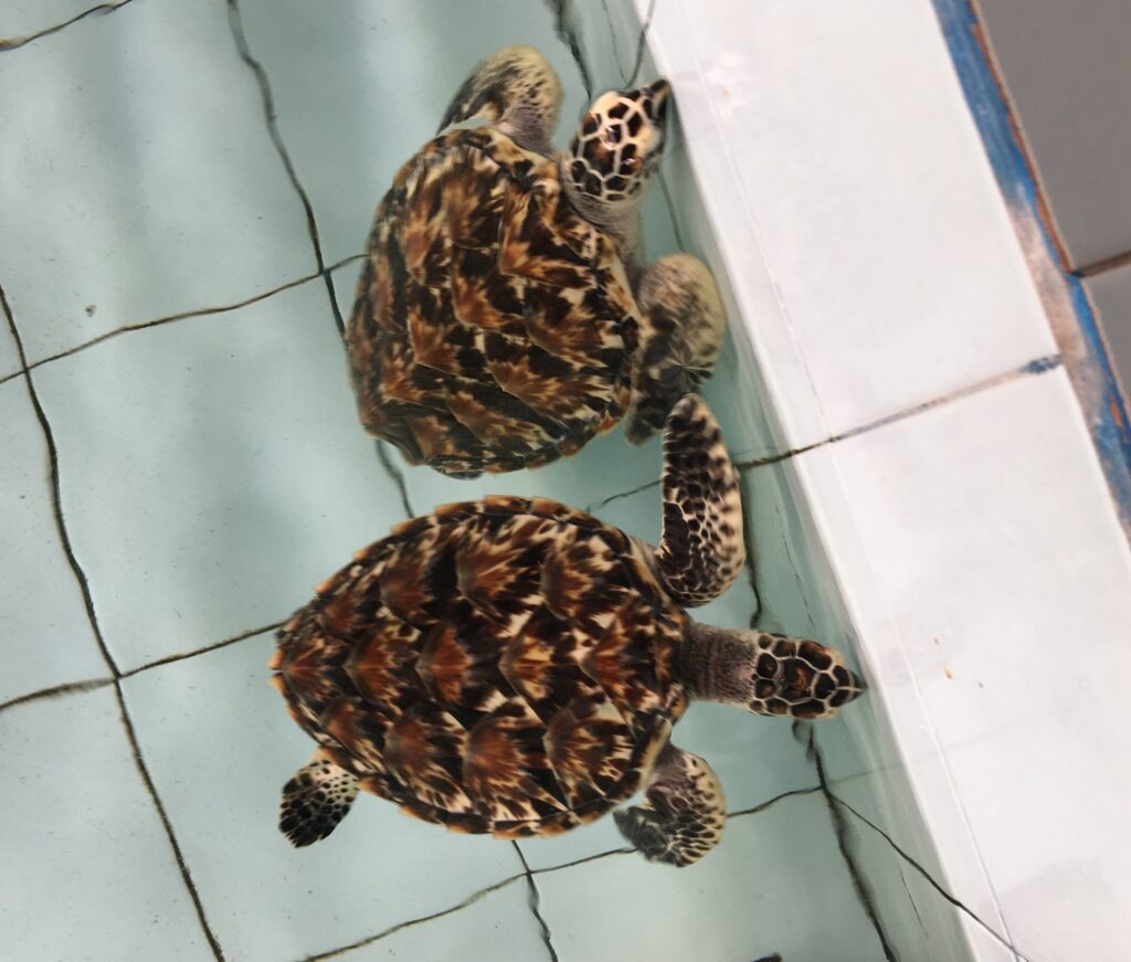 Bali Turtle Conservation and education center