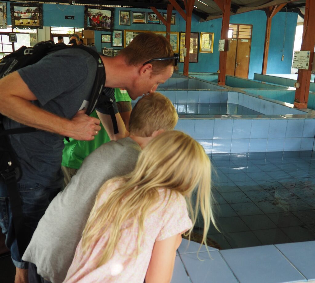 Bali Turtle Conservation and education center