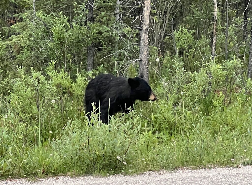 A bear in Jasper National Park