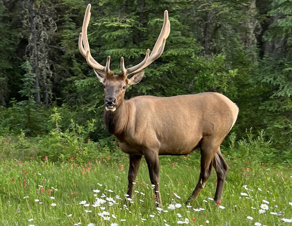 A Guide to Canada with Children: Jasper and the Canadian Rockies